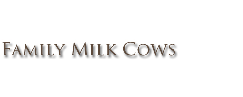 family milk cows